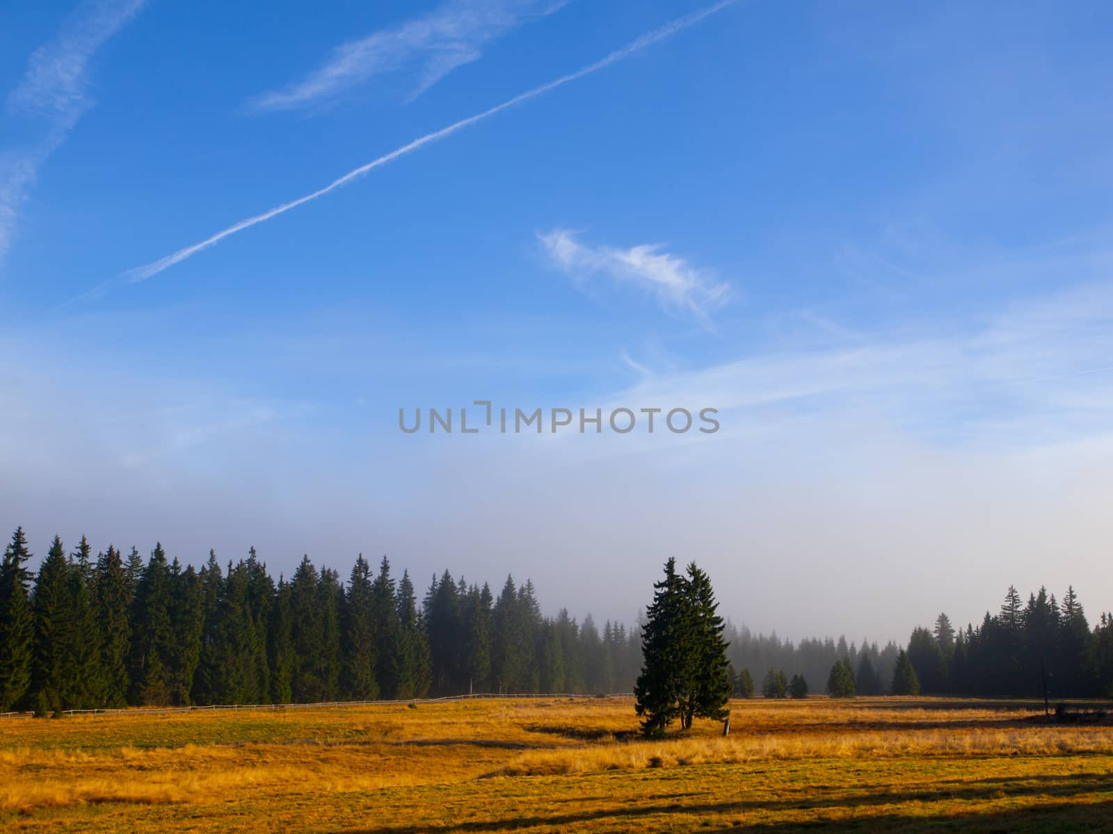 Spruce forest landscape in autumn sunny day