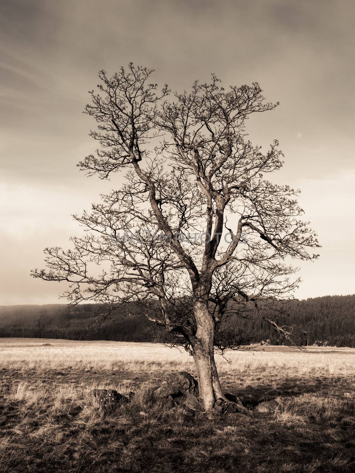 Lonely tree in autumn landscape. Dramatic amosphere.