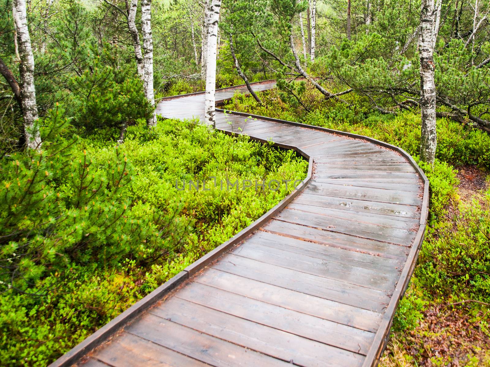 Narrow wooden path in the birch forest. Planks are wet and shiny after rain. Chalupska moor in Sumava National Park, Czech Republic