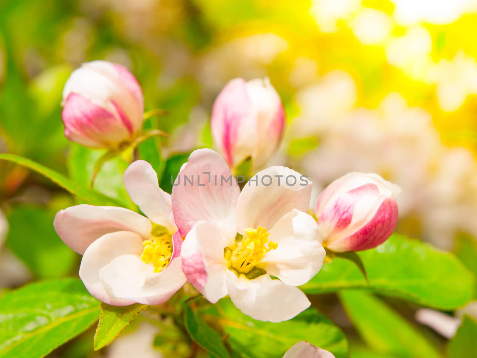 Flowers of cherry blossoms on a spring day