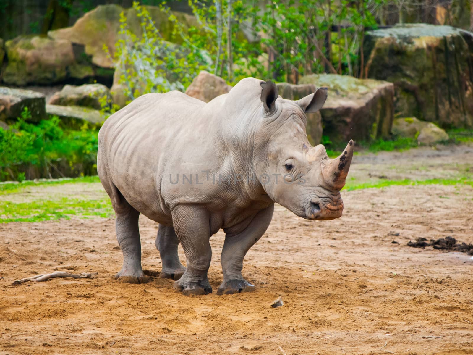 Black Rhinoceros - Diceros bicornis - in the zoo.