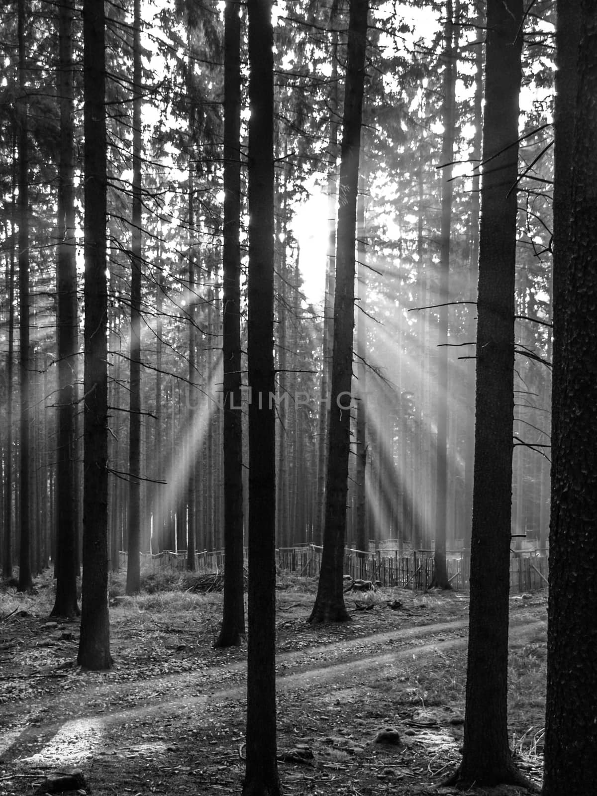Sun rays shining through forest by pyty