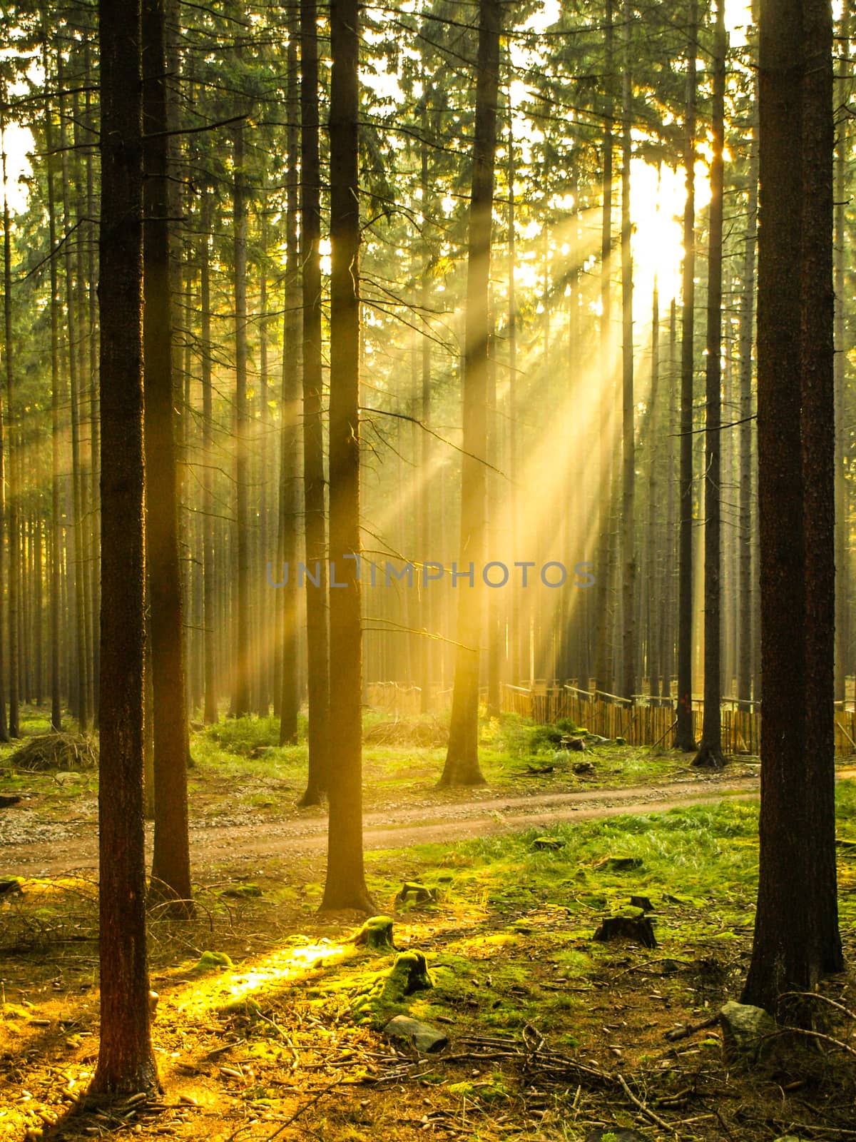 Bright sun rays shining through spruce forest