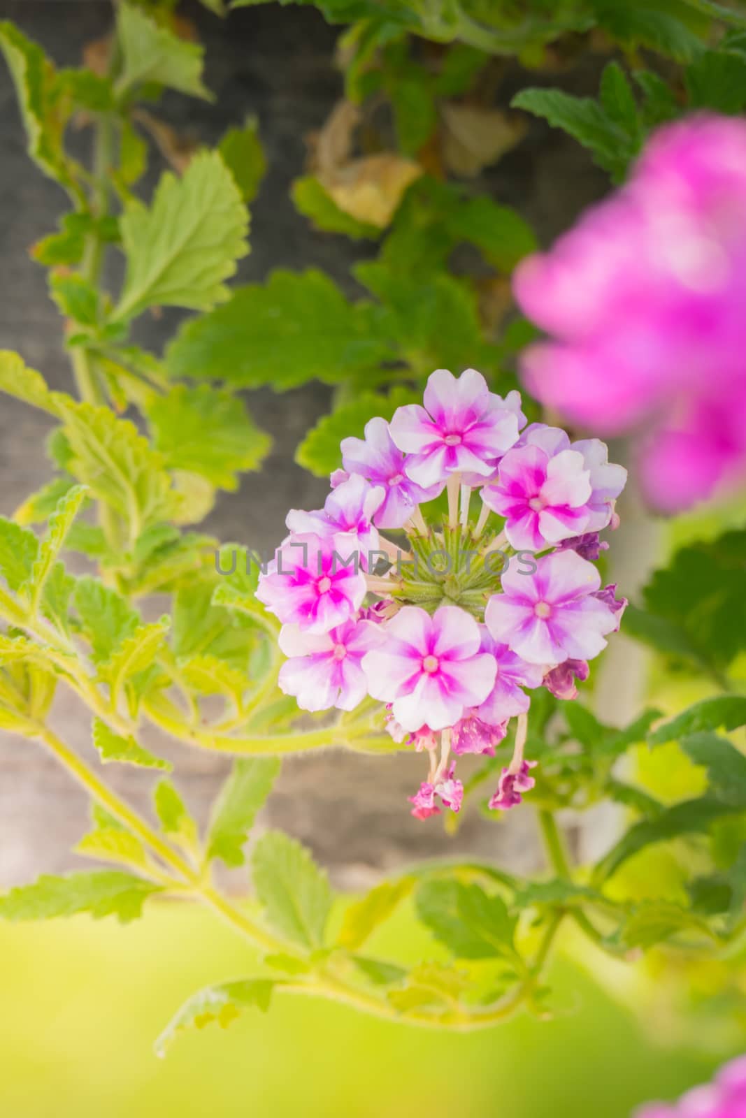 The background image of the colorful flowers, background nature