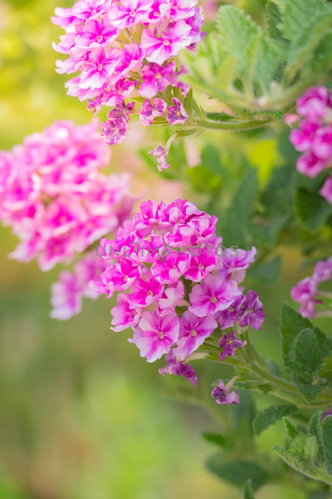 The background image of the colorful flowers, background nature
