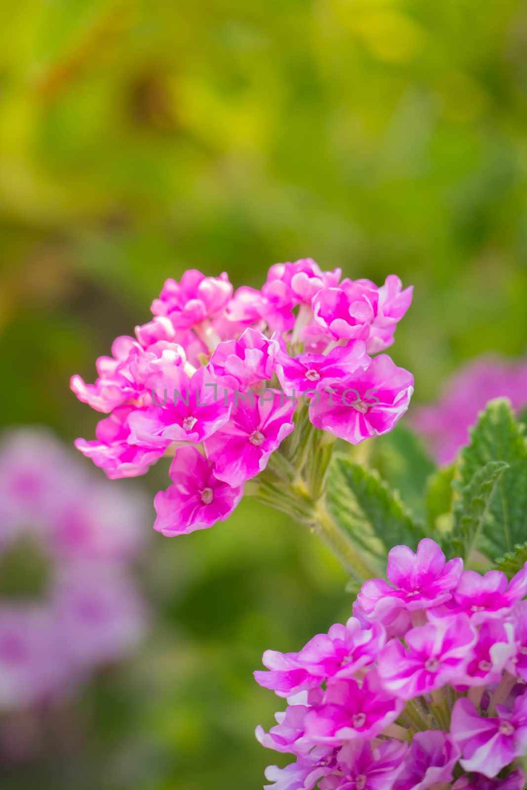 The background image of the colorful flowers, background nature