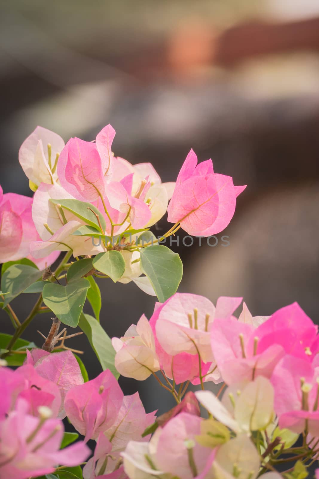 The background image of the colorful flowers, background nature