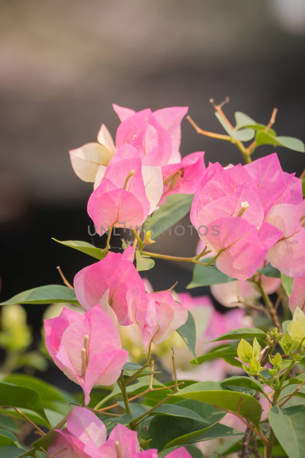 The background image of the colorful flowers, background nature