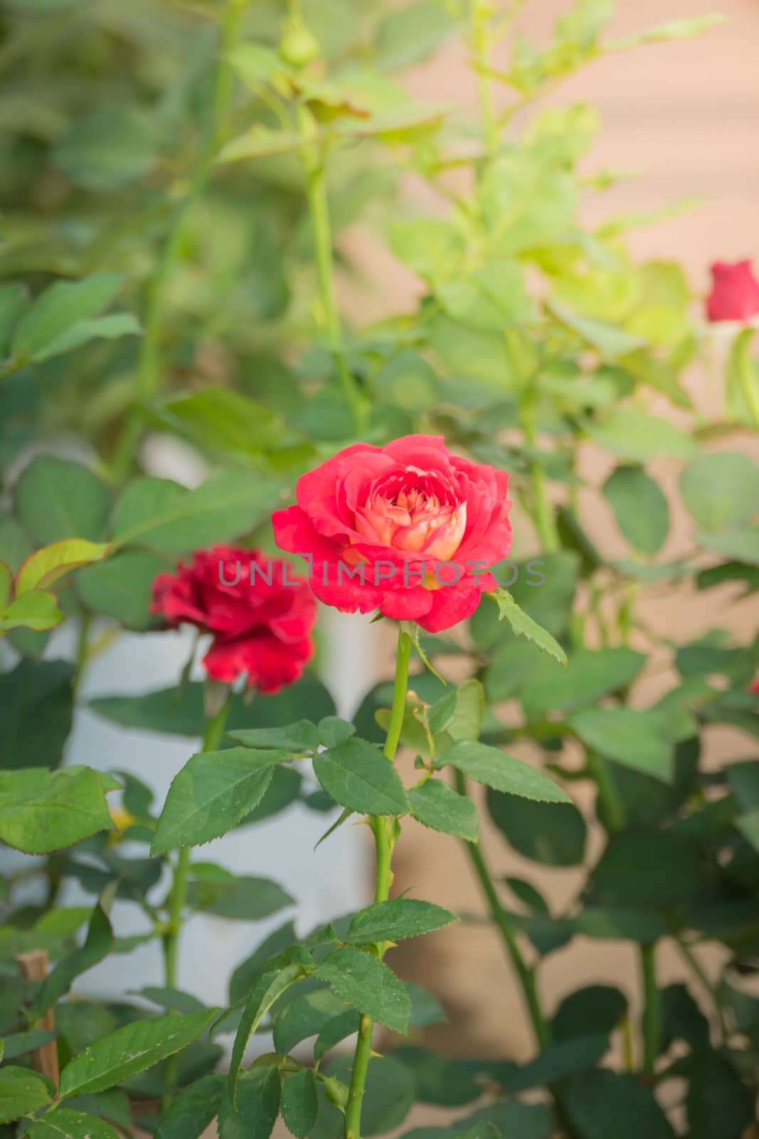 The background image of the colorful flowers, background nature