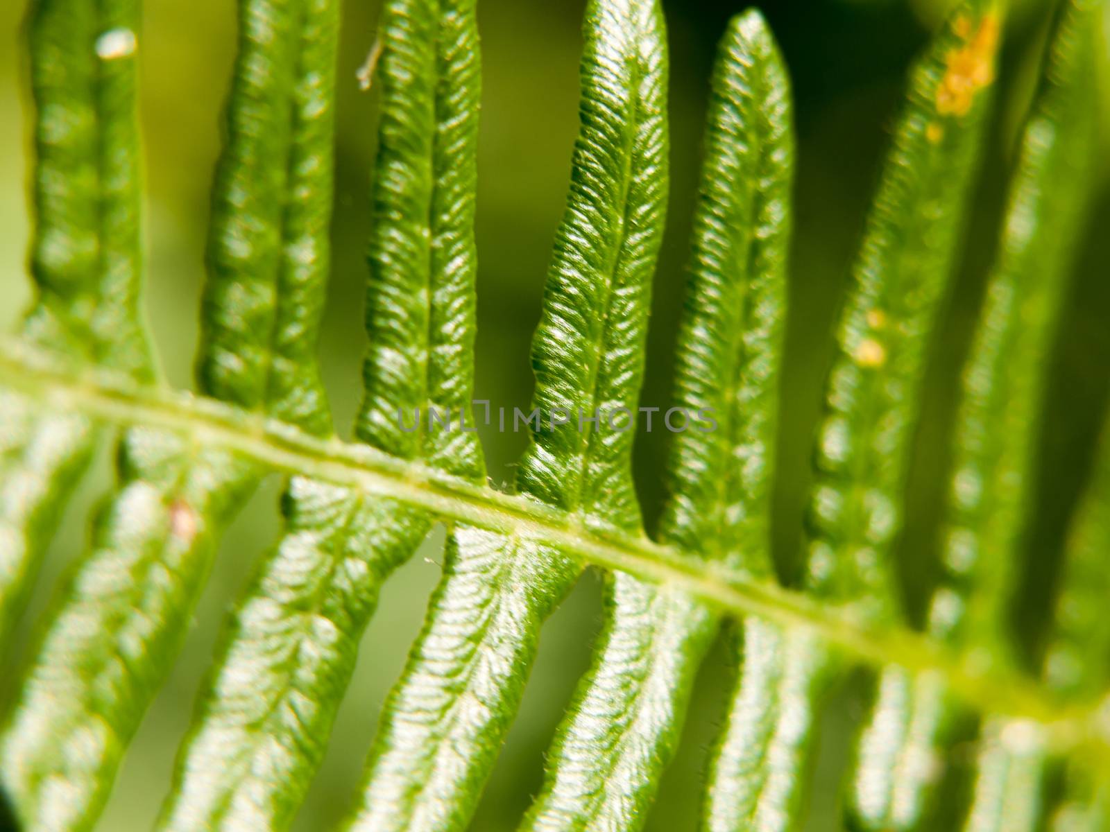 close up pattern and texture of a fern leaf; Essex; UK