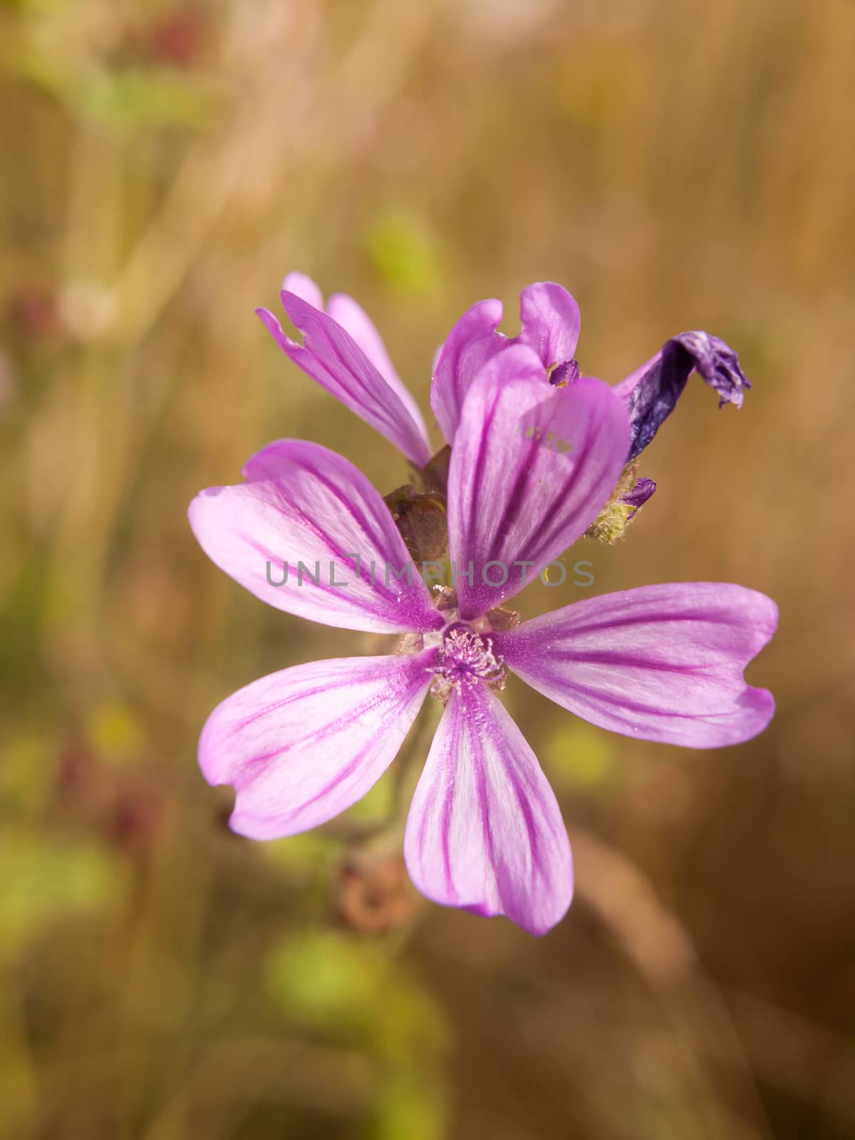 close up petals of a common mallow flower; Essex; UK