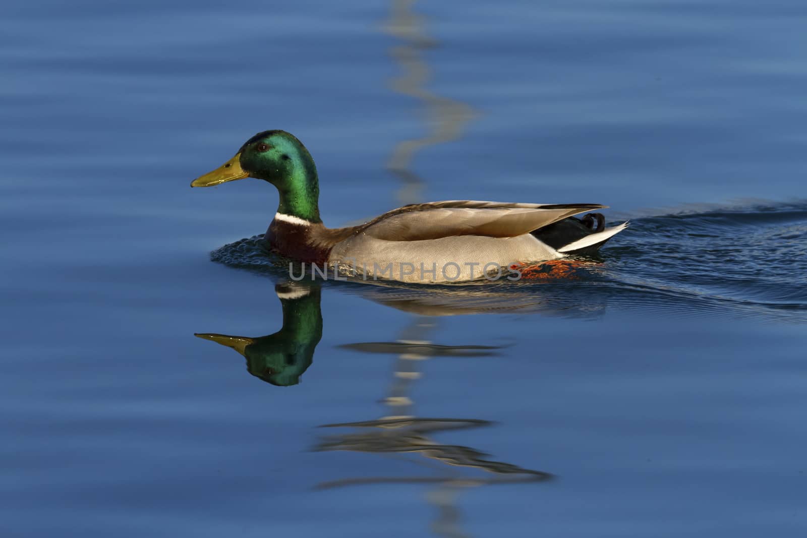 Male mallard or wild duck, anas platyrhynchos, floating on the water