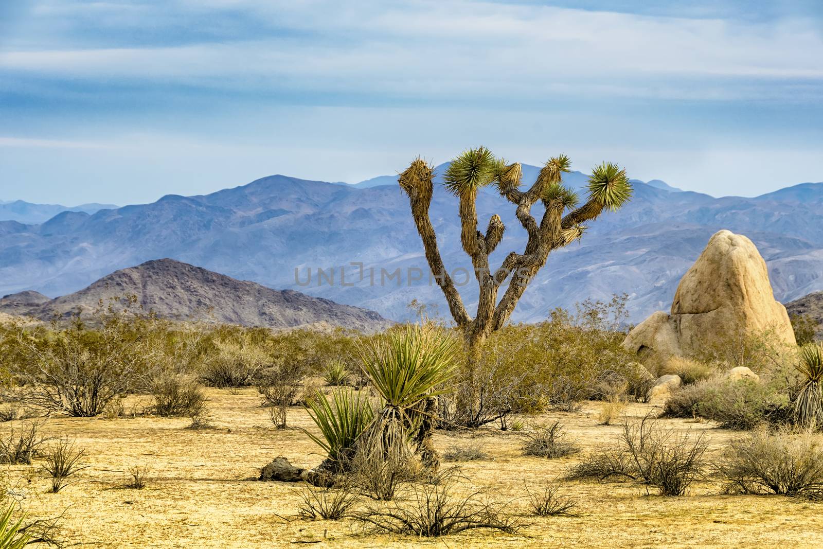 Joshua Tree, or Yucca brevifolia, native to the arid southwestern United States.