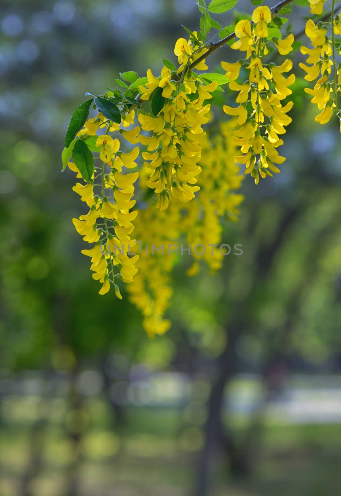 Yellow Golden shower Cassia fistula flower by mady70
