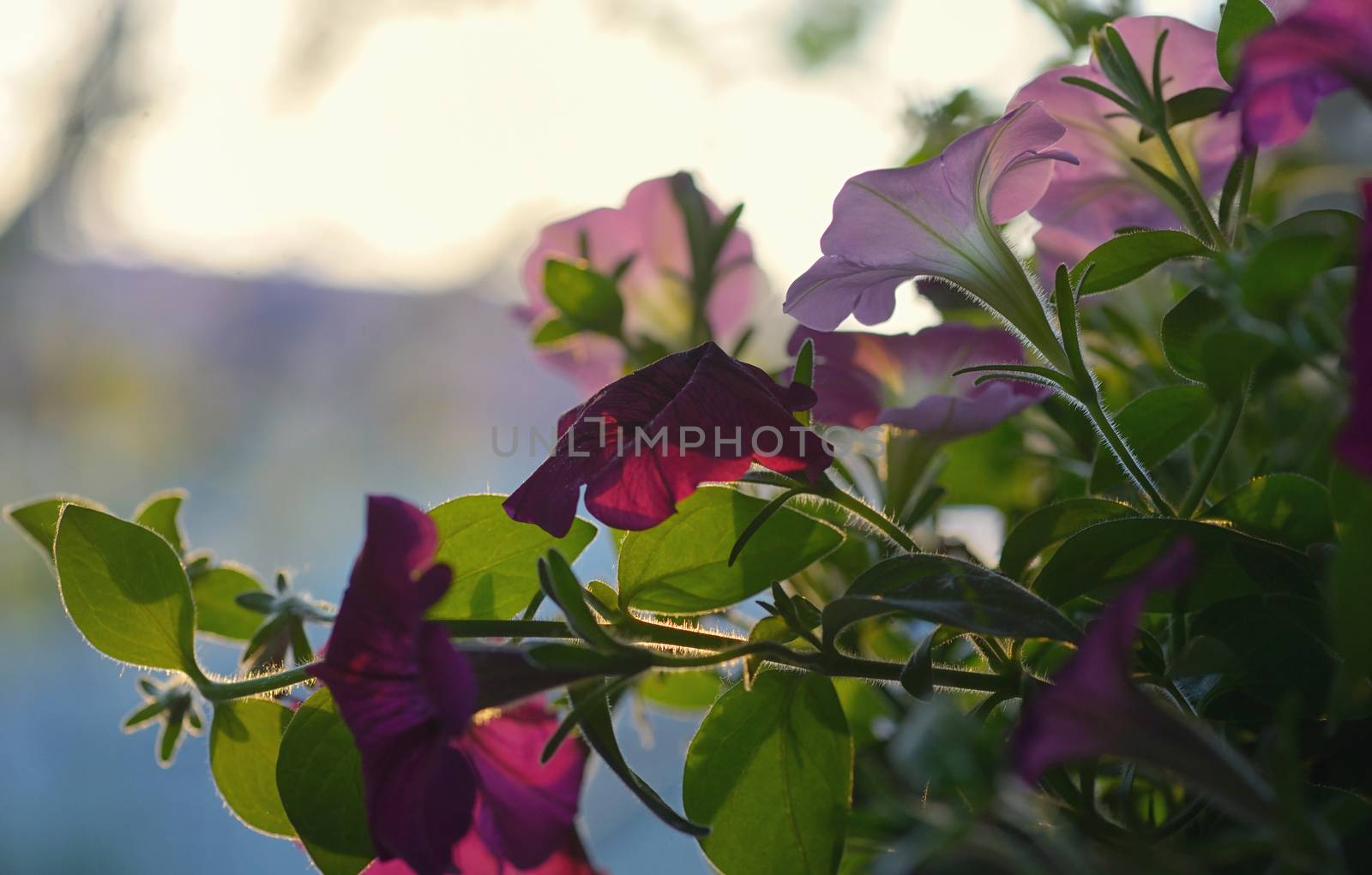 Petunia flowers and sunset  by mady70