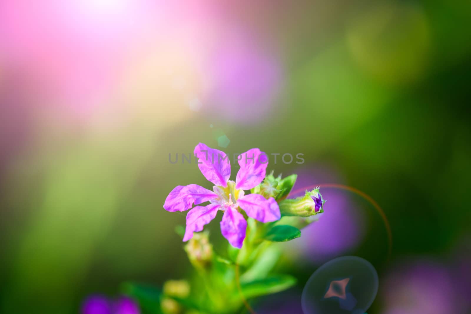 Soft focus beautiful purple Cuphea hyssopifolia flower