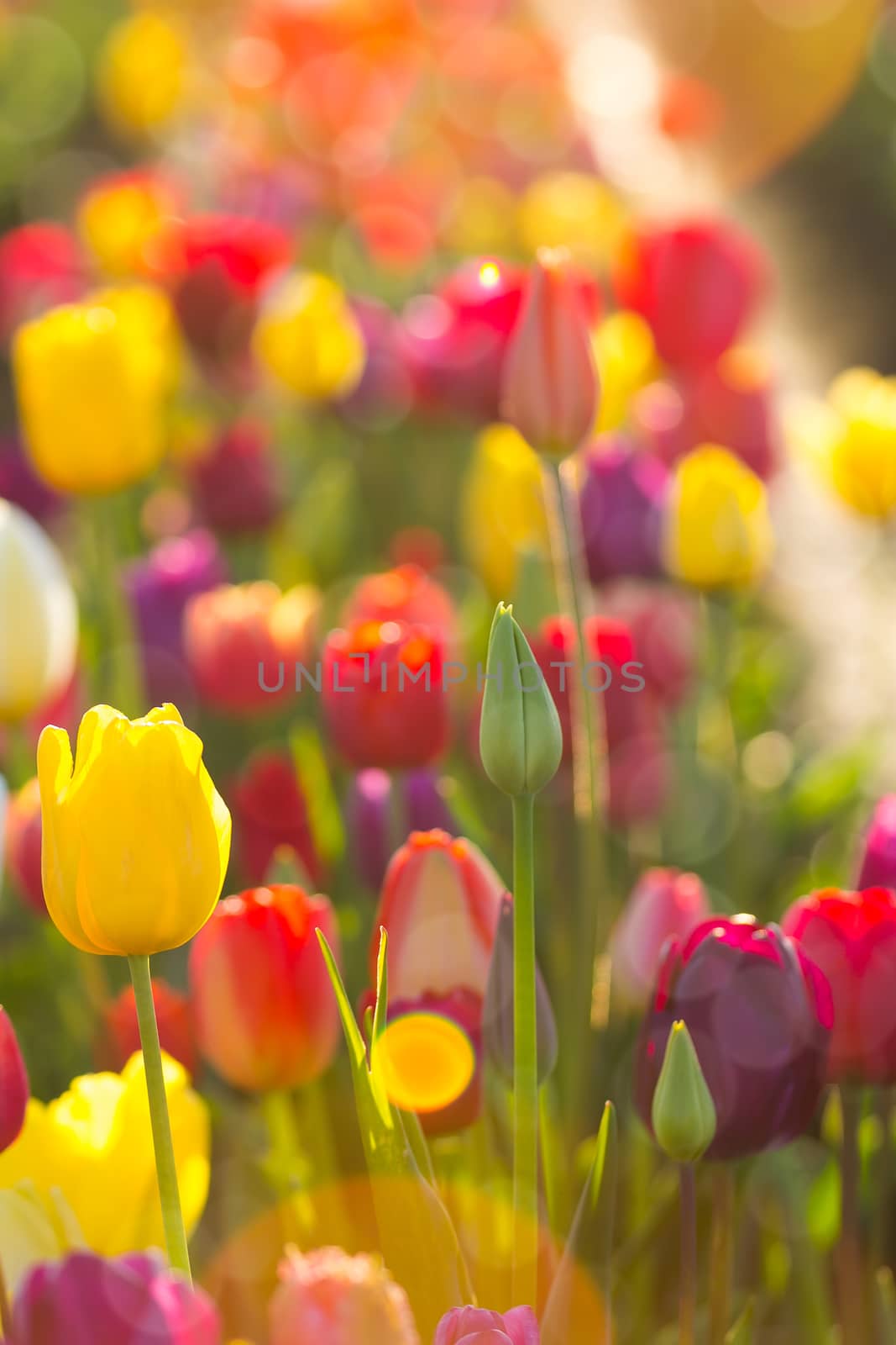 Sunlight on Fields of Tulips Flowers by Davidgn