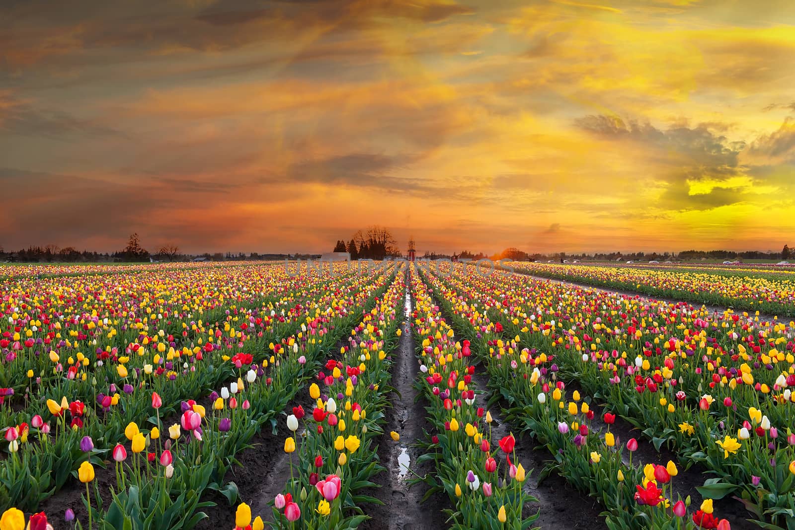 Sunset over colorful Tulip flower fields in full bloom during spring season tulip festival in Woodburn Oregon