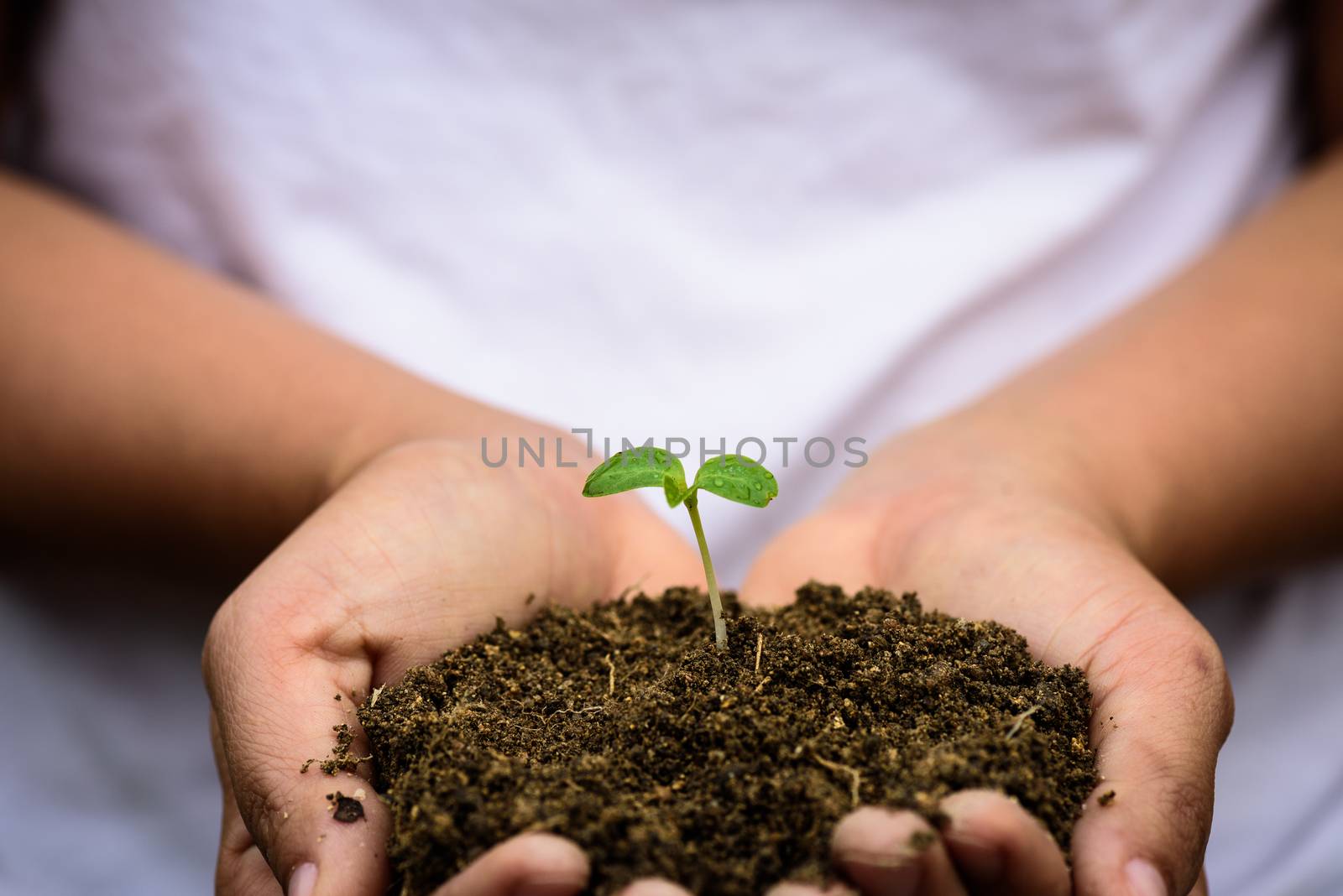 Top view of baby tree with soil in background. Earth Day concept by spukkato
