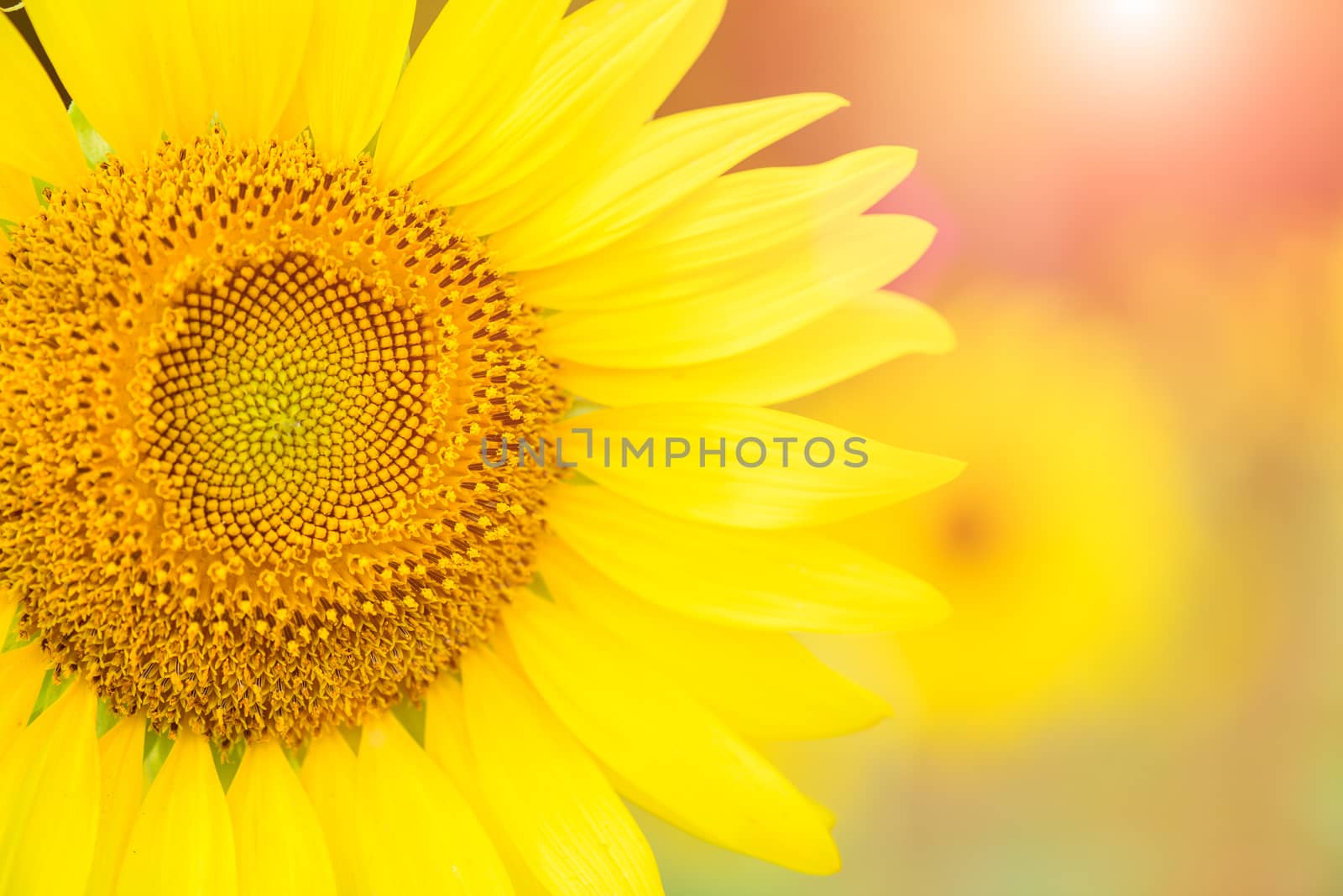 close up of sunflower texture. Organic and natural flower background. Sunflowers field background.