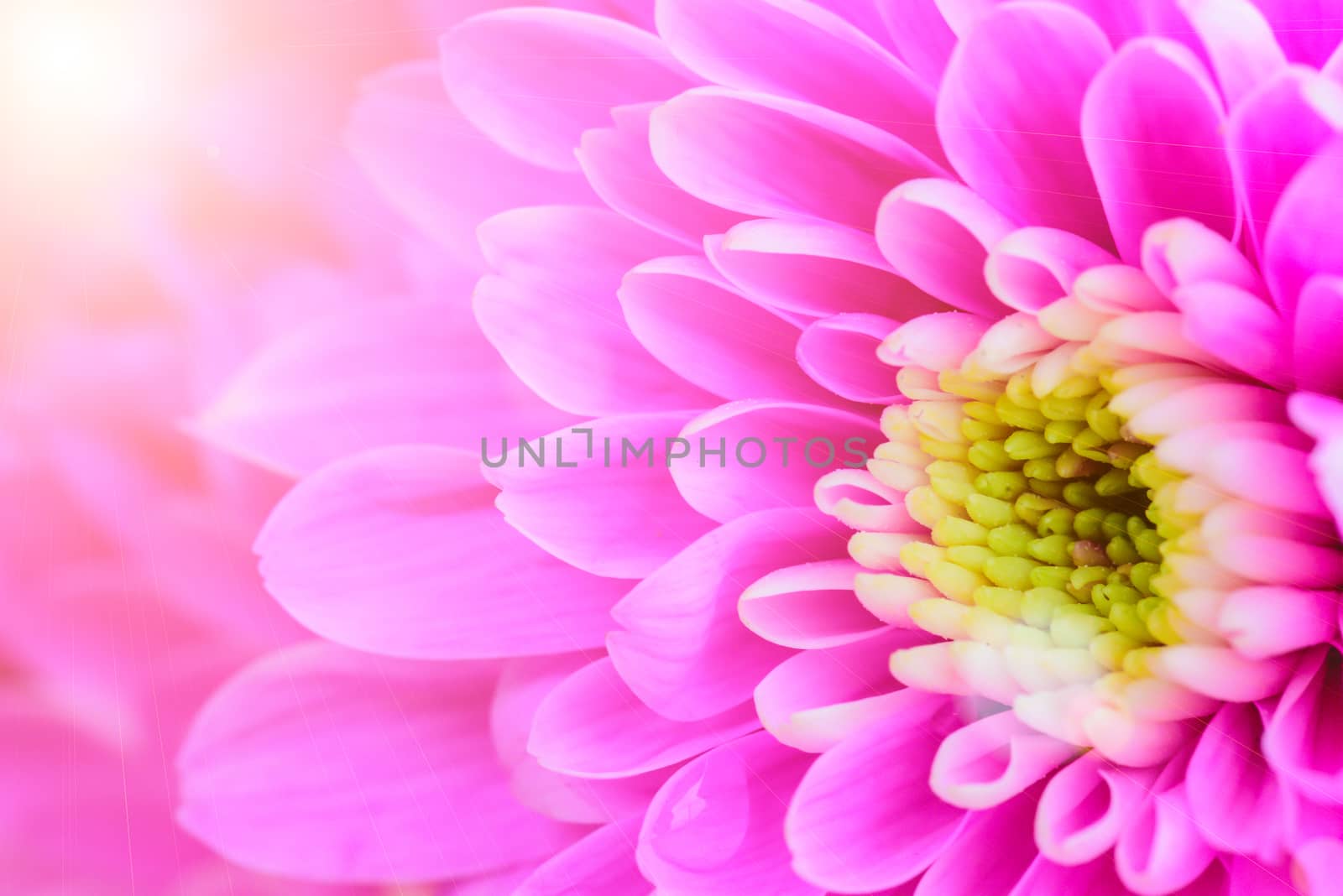 Close up Pink chrysanthemum pattern. Love, Wedding and Valentine by spukkato