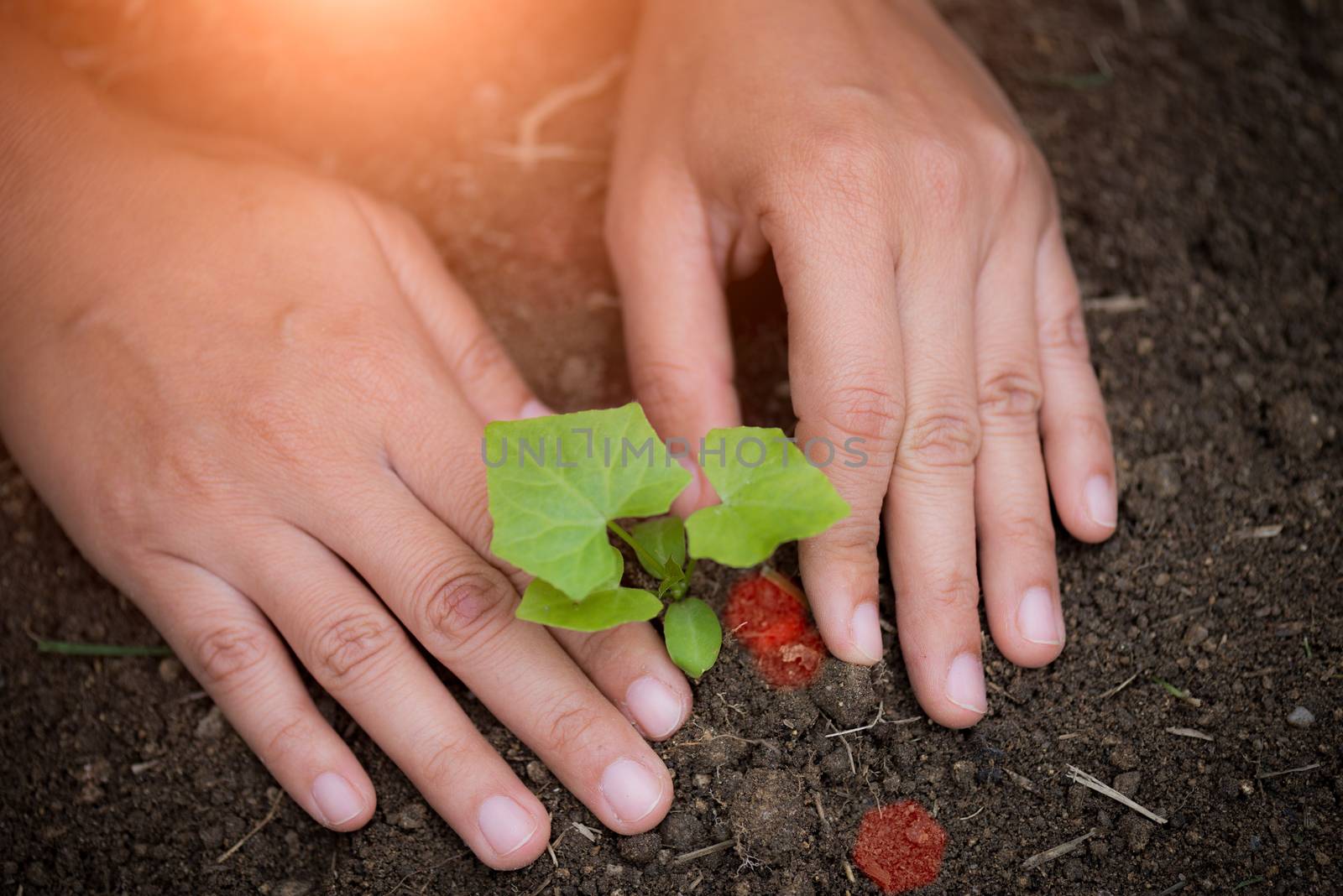 Top view of young tree with soil in background. Earth Day concep by spukkato