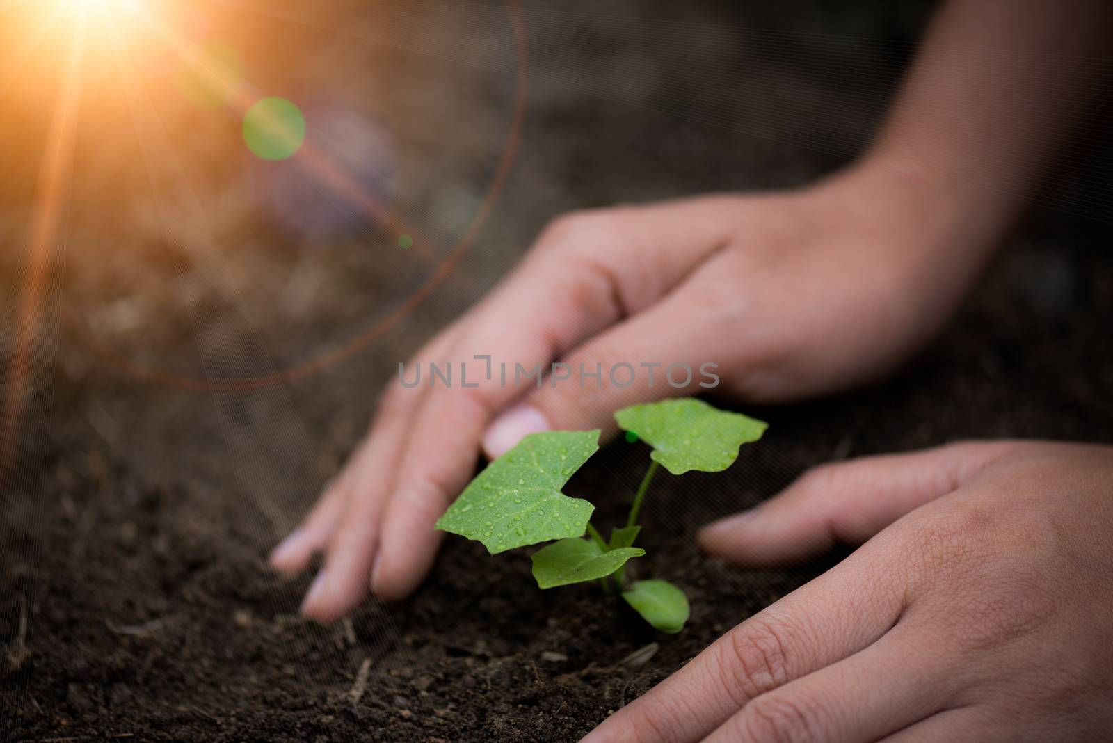 Top view of young tree with soil in background. Earth Day concept.