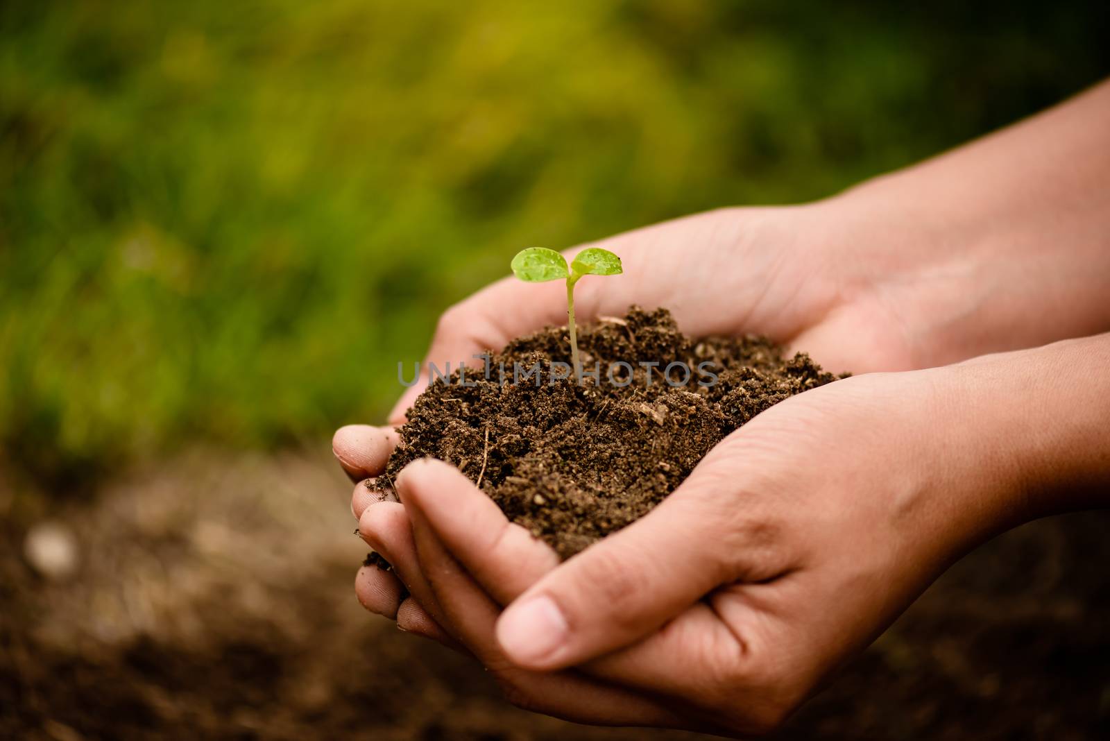 Top view of baby tree with soil in background. Earth Day concept.