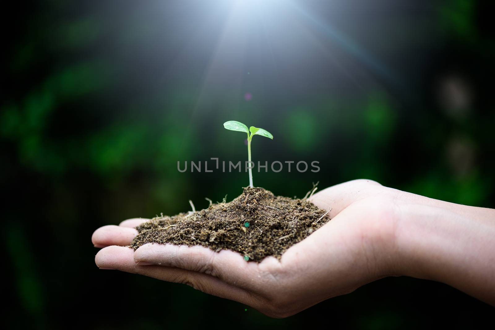 Top view of baby tree with soil in background. Earth Day concept.