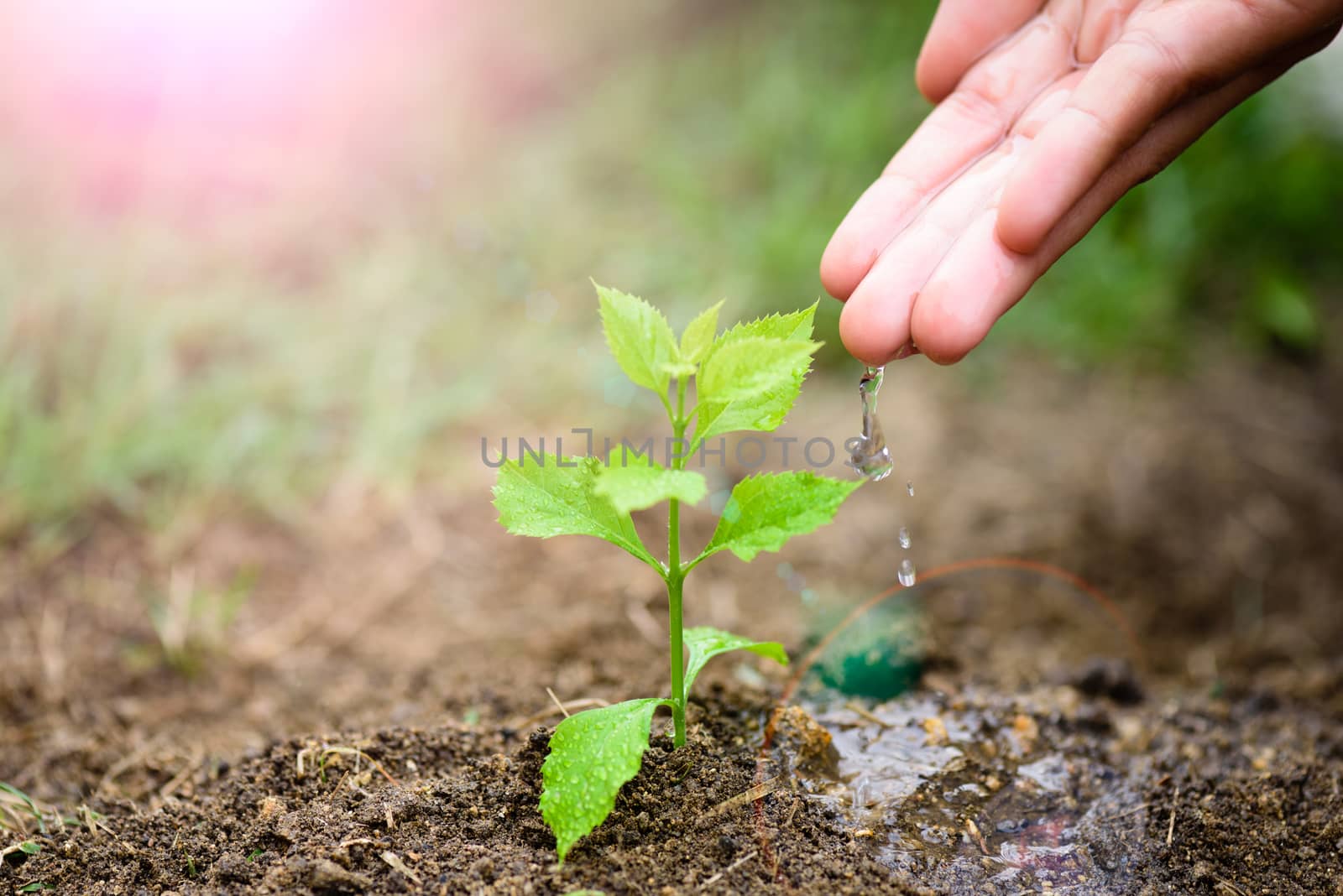 Hands giving water to a young tree for planting. Earth Day conce by spukkato