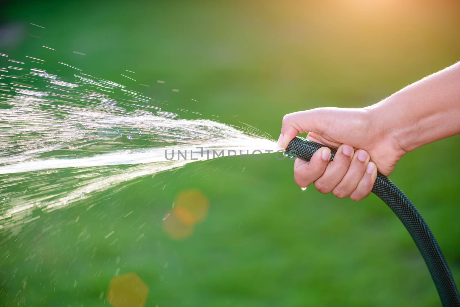 Woman hand holding rubber water hose and using finger close end of rubber water hose to make  water spray with sunlight and green grass field in background. World Water Day conpect.