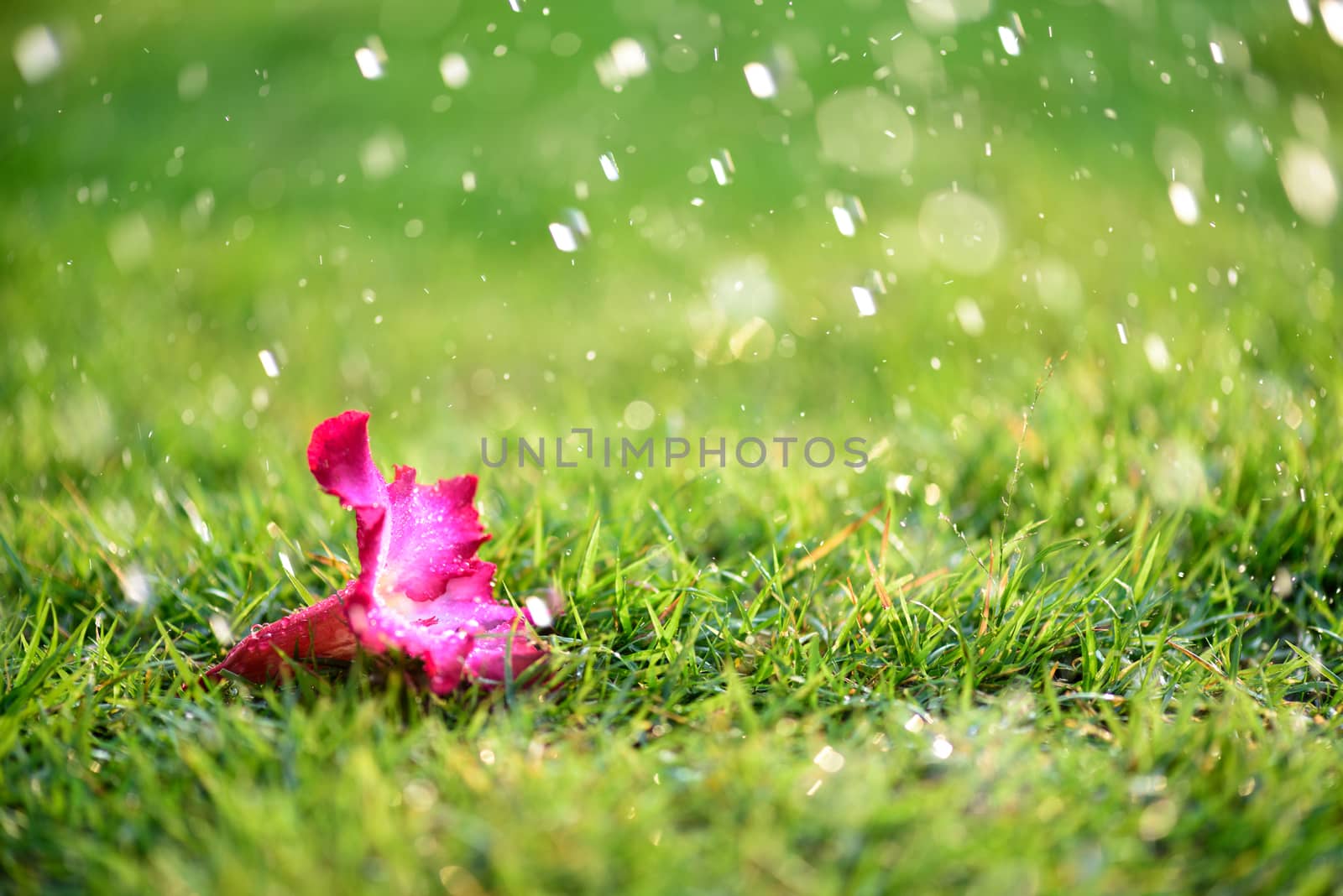 Soft focus of Close up on alone Pink flower with heavy raining on green grass field in Fresh morning natural background. World Water Day and sadness, lonely concept.