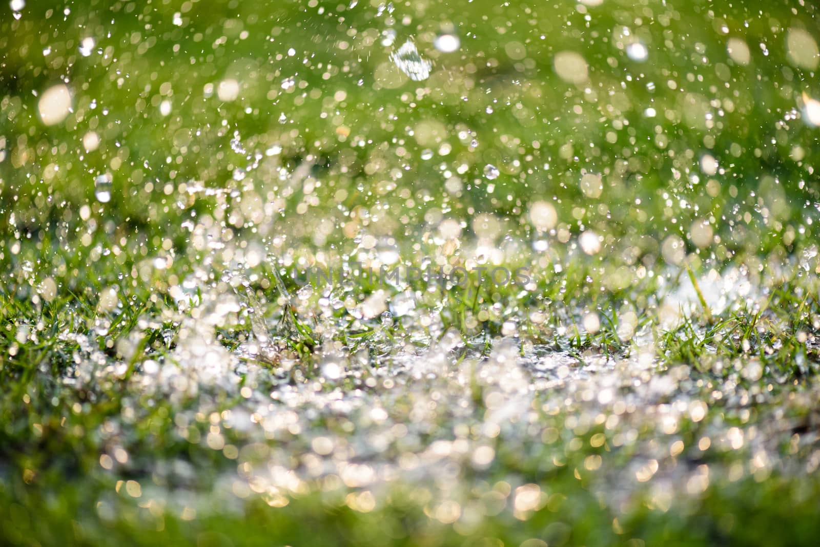 Soft focus of Close up heavy raining on green grass field in Fresh morning natural background. World Water Day concept.