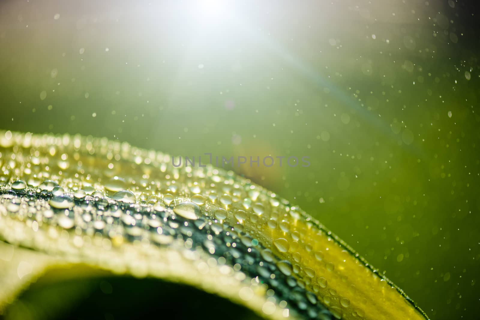Close up Water drops pattern over in morning on leaf with sun li by spukkato