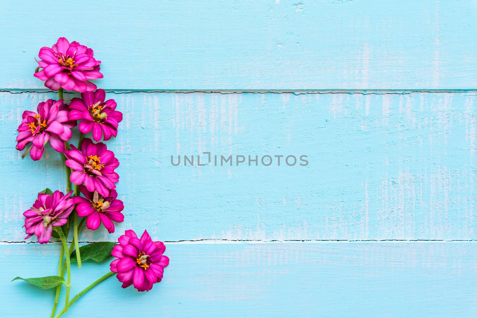 Top view  of pink double click cosmos flower on blue and white color wooden background with pastel vintage style. Broken hearted, Love, Wedding and Valentines day concept.