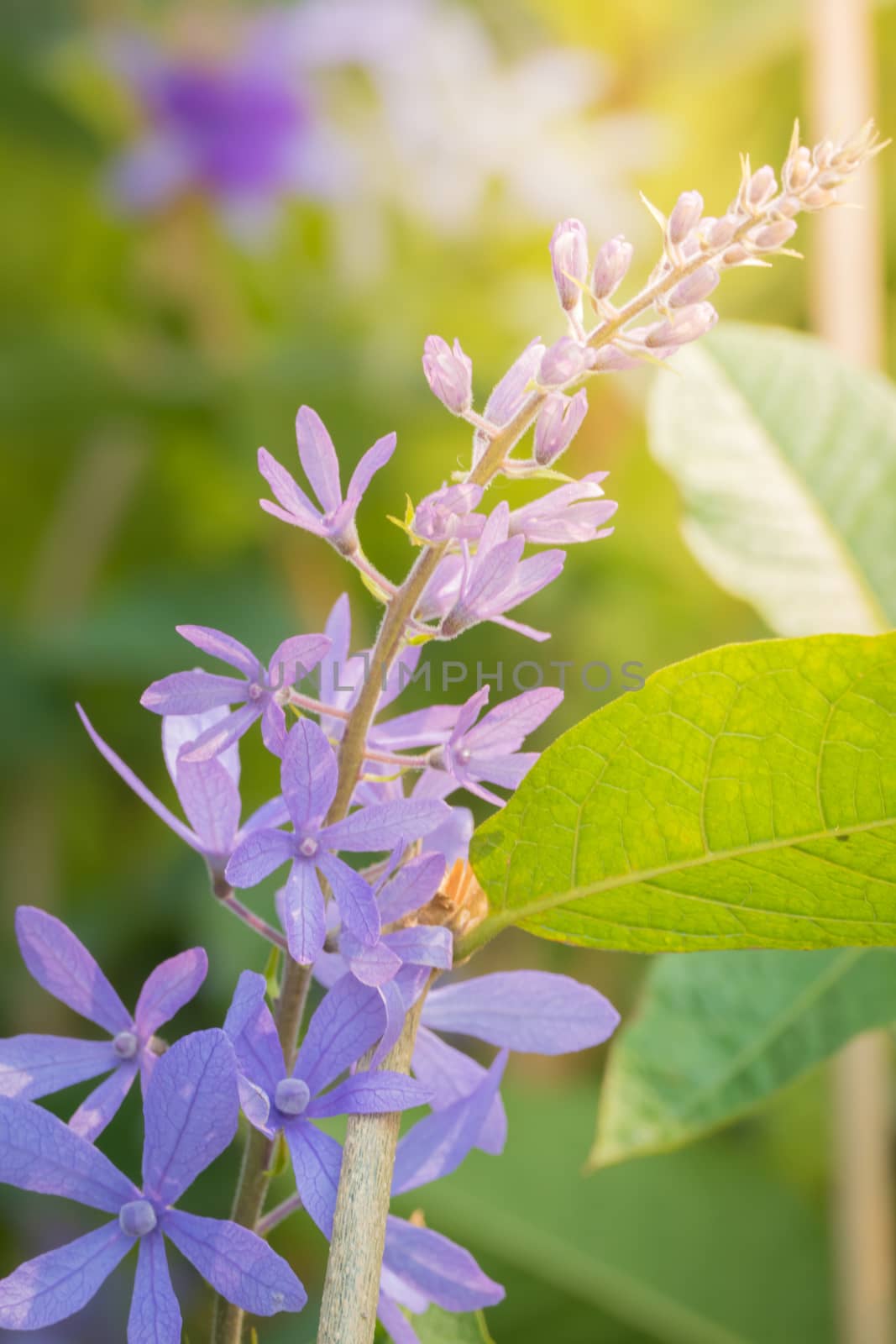 The background image of the colorful flowers, background nature