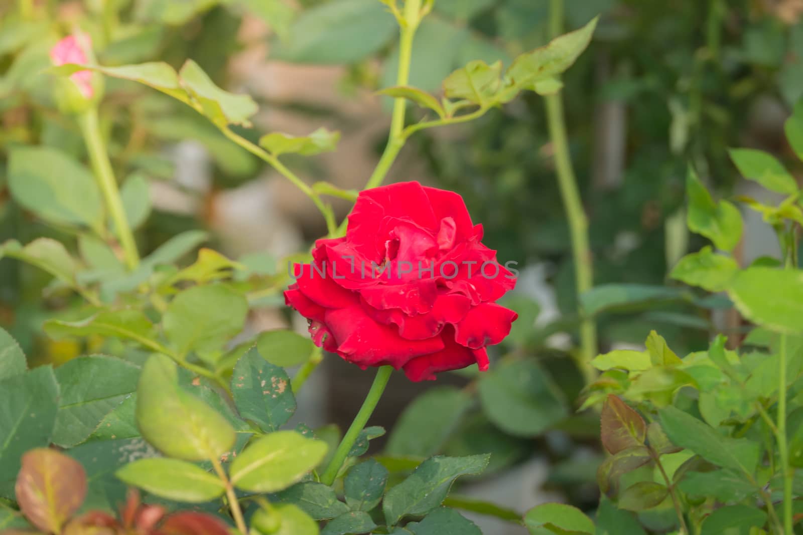 The background image of the colorful flowers, background nature