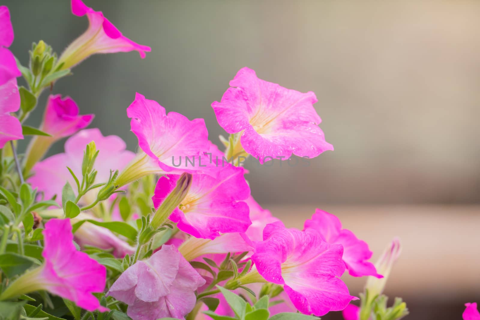 The background image of the colorful flowers, background nature