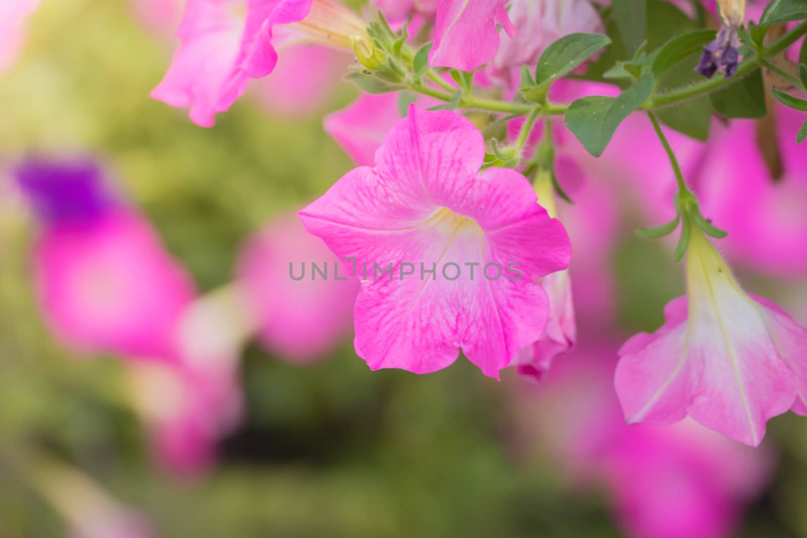 The background image of the colorful flowers, background nature