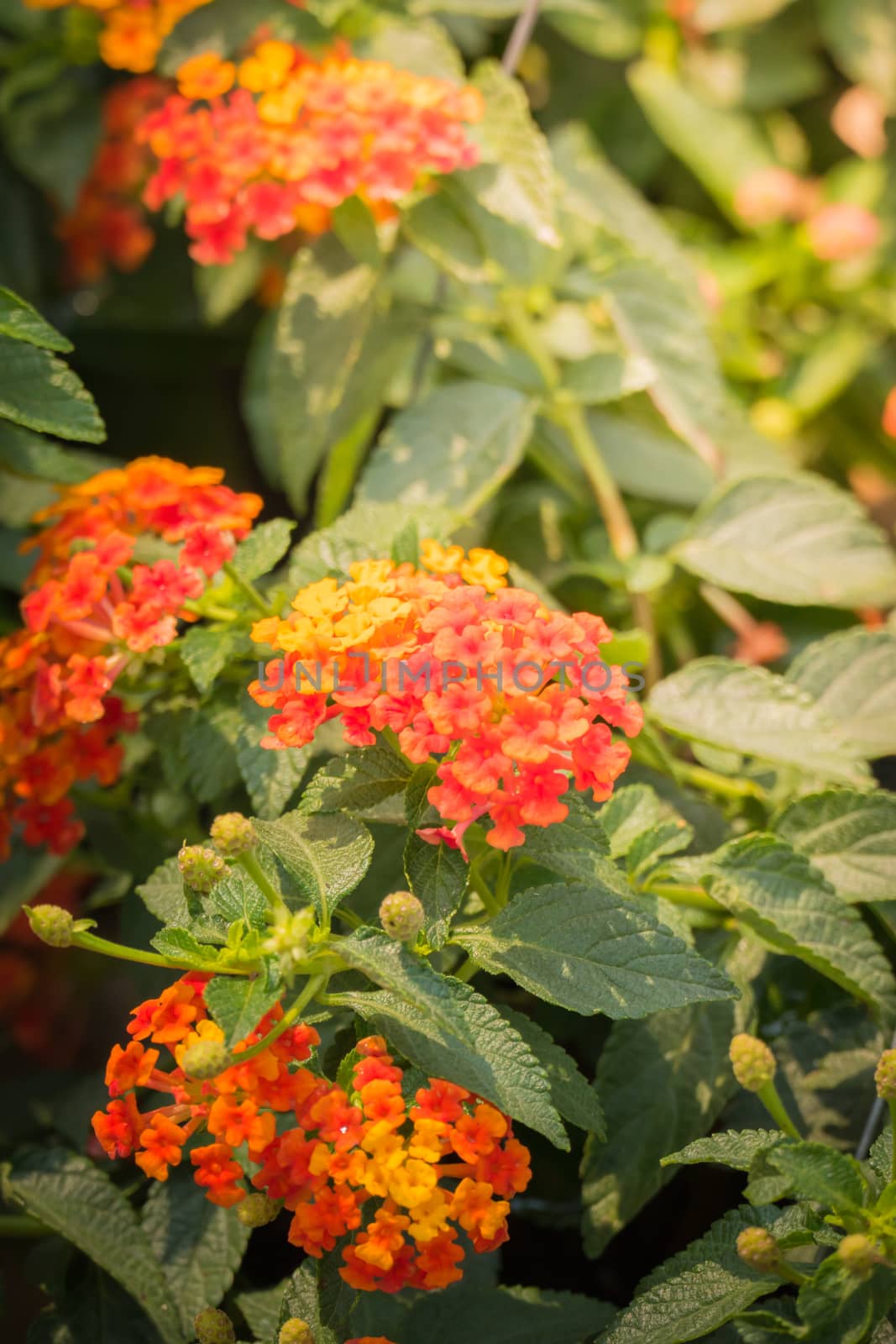 The background image of the colorful flowers, background nature
