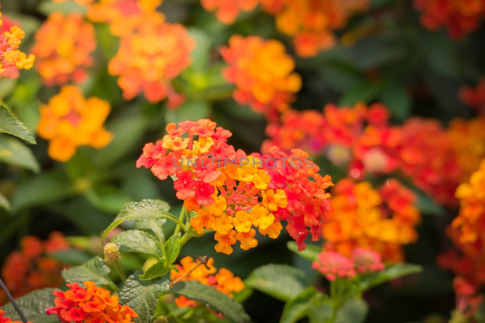 The background image of the colorful flowers, background nature