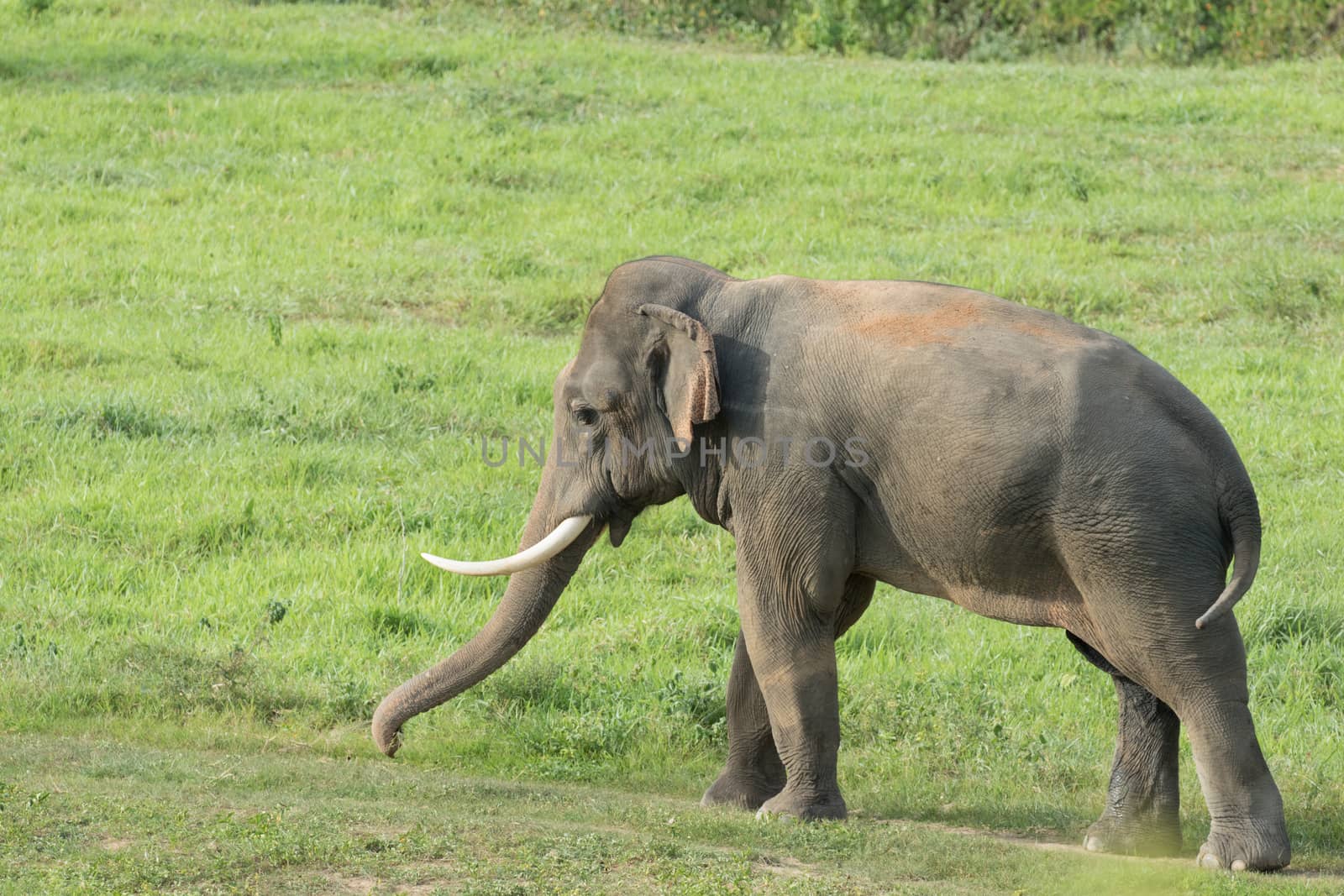 Asian elephants are the largest living land animals in Asia.Asian elephants are highly intelligent and self-aware.