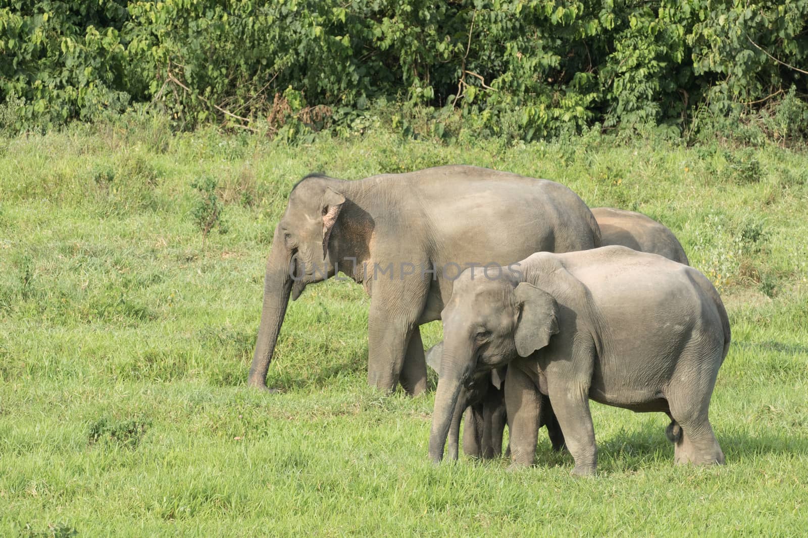 Asian elephants are the largest living land animals in Asia.Asian elephants are highly intelligent and self-aware.