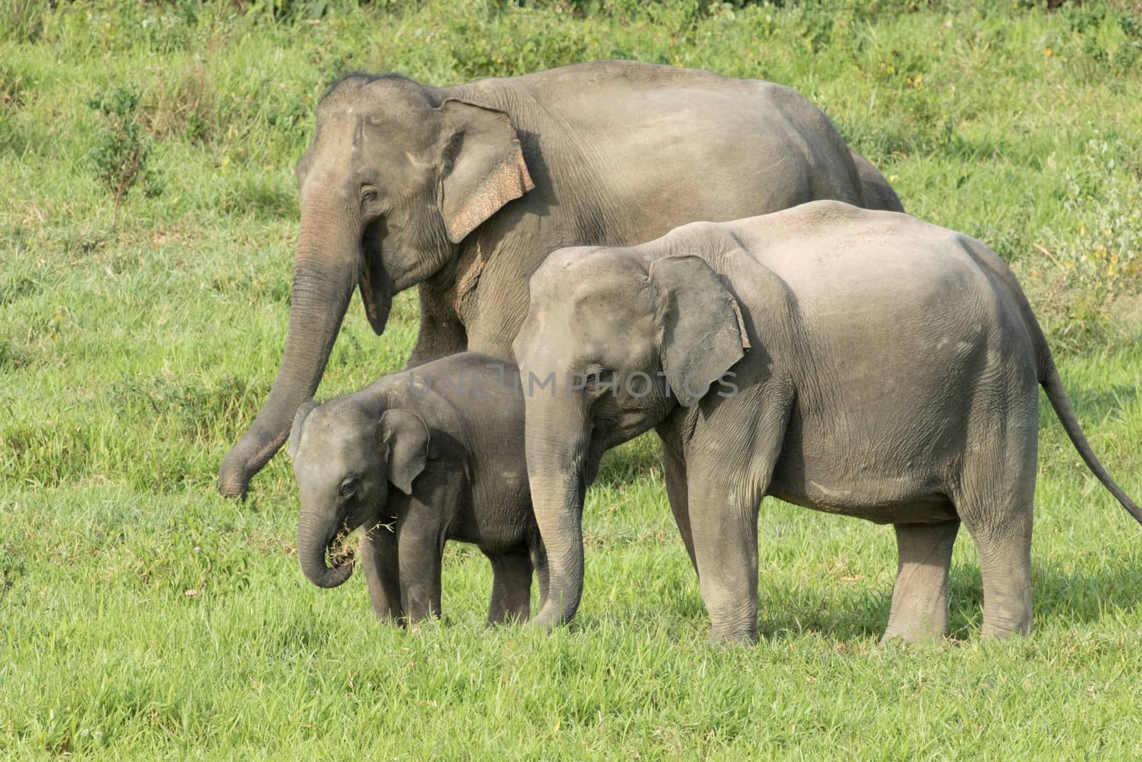 Asian elephants are the largest living land animals in Asia.Asian elephants are highly intelligent and self-aware.