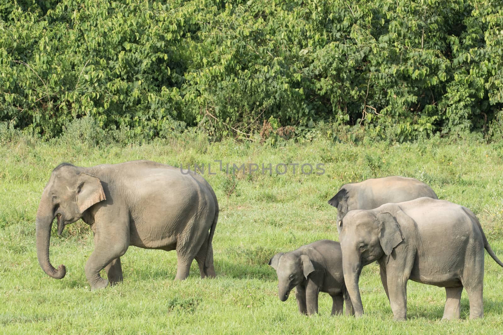 Asian elephants are the largest living land animals in Asia.Asian elephants are highly intelligent and self-aware.