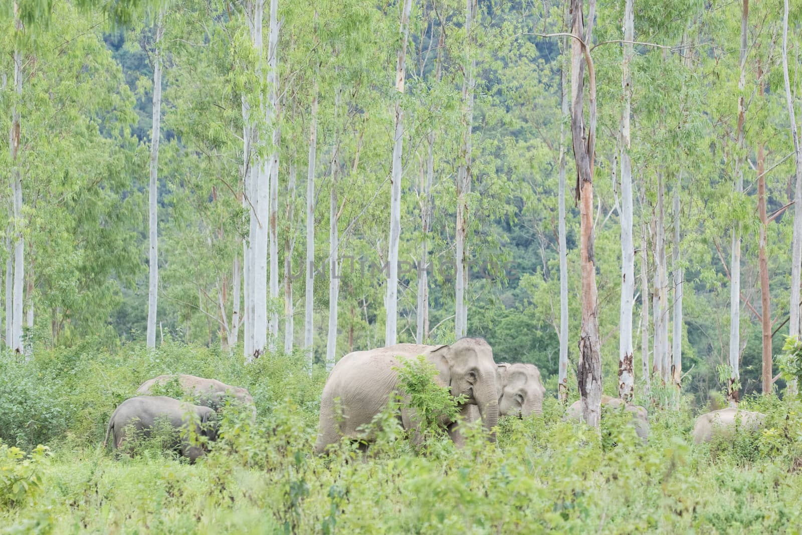 Asian elephants are the largest living land animals in Asia.Asian elephants are highly intelligent and self-aware.