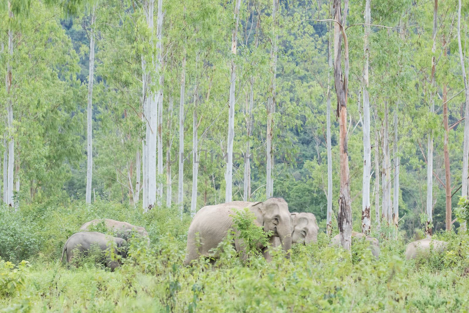 Asian elephants are the largest living land animals in Asia.Asian elephants are highly intelligent and self-aware.