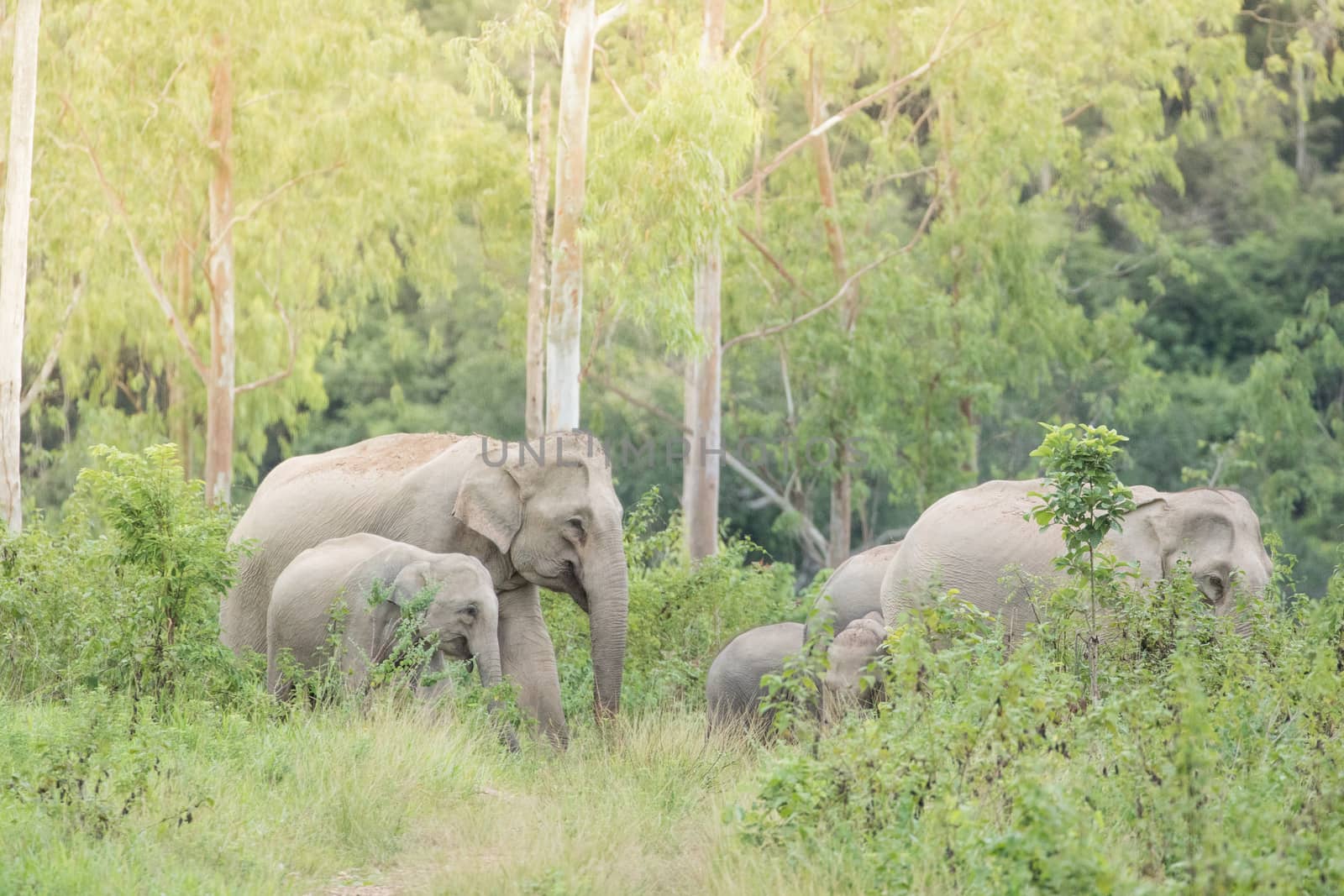 Asian elephants are the largest living land animals in Asia.Asian elephants are highly intelligent and self-aware.