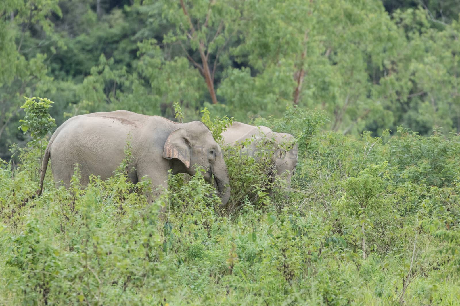 Asian elephants are the largest living land animals in Asia.Asian elephants are highly intelligent and self-aware.