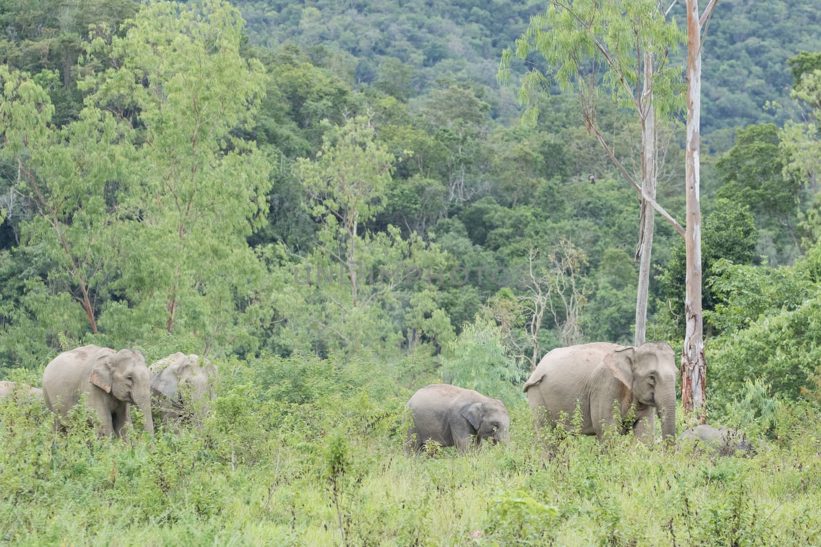 Asian elephants are the largest living land animals in Asia.Asian elephants are highly intelligent and self-aware.